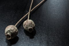Высушенная голова мака на темной черной предпосылке Заводы опиума стоковое изображение Высушенная голова мака на темной черной предпосылке Заводы опиума стоковое изображение