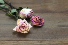 Высушенные розовые розы на старой предпосылке деревянной доски стоковые фото Высушенные розовые розы на старой предпосылке деревянной доски стоковые фото