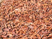 высушенный chili стоковое изображение высушенный chili стоковое изображение