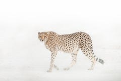 Вытаращитесь вниз гепарда, национального парка Etosha, Намибии стоковое изображение rf Вытаращитесь вниз гепарда, национального парка Etosha, Намибии стоковое изображение rf