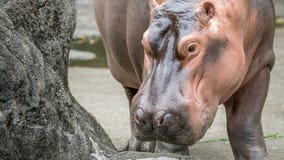 Выходить общего бегемота конца-вверх идя воды на солнечном дне стоковые фотографии rf Выходить общего бегемота конца-вверх идя воды на солнечном дне стоковые фотографии rf