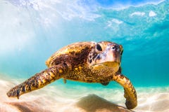 Гаваиская зеленая морская черепаха курсируя в теплых водах Тихого океана стоковые изображения rf Гаваиская зеленая морская черепаха курсируя в теплых водах Тихого океана стоковые изображения rf