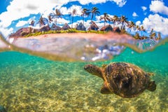 Гаваиская зеленая морская черепаха курсируя в теплых водах Тихого океана стоковое фото Гаваиская зеленая морская черепаха курсируя в теплых водах Тихого океана стоковое фото