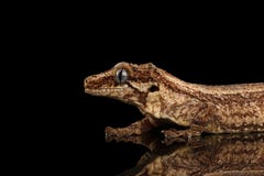 Гекконовые горгульи крупного плана, auriculatus Rhacodactylus вытаращить на черной предпосылке Стоковые Фото Гекконовые горгульи крупного плана, auriculatus Rhacodactylus вытаращить на черной предпосылке Стоковые Фото