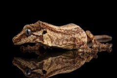 Гекконовые горгульи крупного плана, auriculatus Rhacodactylus вытаращить на черной предпосылке Стоковое Фото Гекконовые горгульи крупного плана, auriculatus Rhacodactylus вытаращить на черной предпосылке Стоковое Фото