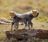 Гепард cubs игра друг с другом в саванне Кения Танзания вышесказанного Национальный парк serengeti Maasai Mara Стоковая Фотография RF Гепард cubs игра друг с другом в саванне Кения Танзания вышесказанного Национальный парк serengeti Maasai Mara Стоковая Фотография RF