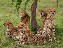 5 гепардов в саванне Кения Танзания вышесказанного Национальный парк serengeti Maasai Mara стоковое изображение rf 5 гепардов в саванне Кения Танзания вышесказанного Национальный парк serengeti Maasai Mara стоковое изображение rf