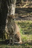 Гепард, jubatus Acinonyx Хищник и быстрое стоковые фото Гепард, jubatus Acinonyx Хищник и быстрое стоковые фото