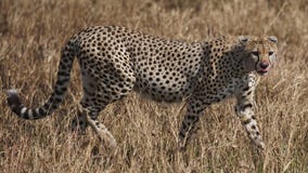 Гепард, парк serengeti, Танзания стоковые фотографии rf Гепард, парк serengeti, Танзания стоковые фотографии rf