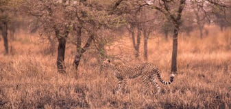 Гепарды в африканской саванне Сафари в саванне национального парка Serengeti, Танзании Близко к Maasai Mara, Кения ? стоковая фотография rf Гепарды в африканской саванне Сафари в саванне национального парка Serengeti, Танзании Близко к Maasai Mara, Кения ? стоковая фотография rf
