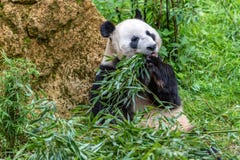 Гигантская панда пока ел портрет бамбука близкий поднимающий вверх стоковые изображения Гигантская панда пока ел портрет бамбука близкий поднимающий вверх стоковые изображения