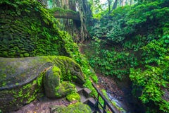Гигантская ящерица в священном лесе обезьяны, Ubud, Бали, Индонезии стоковые изображения rf Гигантская ящерица в священном лесе обезьяны, Ubud, Бали, Индонезии стоковые изображения rf