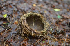 Гнездо лежит на graund стоковые изображения rf Гнездо лежит на graund стоковые изображения rf
