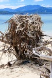 Гнездо орла моря на пляже стоковая фотография Гнездо орла моря на пляже стоковая фотография