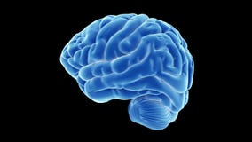 Голубой мозг 3d иллюстрация вектора Голубой мозг 3d иллюстрация вектора