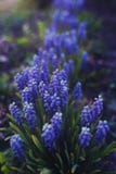Голубые цветки - muscari стоковая фотография rf Голубые цветки - muscari стоковая фотография rf