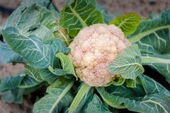 Голова цветной капусты окруженная защитными зелеными листьями стоковые фотографии rf Голова цветной капусты окруженная защитными зелеными листьями стоковые фотографии rf