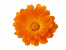 головка цветка элементов конструкции стоковые фотографии rf головка цветка элементов конструкции стоковые фотографии rf