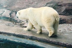 Голодный грязный полярный медведь в зоопарке Проблема защиты диких животных стоковое изображение rf Голодный грязный полярный медведь в зоопарке Проблема защиты диких животных стоковое изображение rf