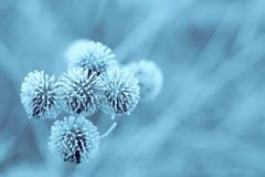 голубая зима burdock голубая зима burdock