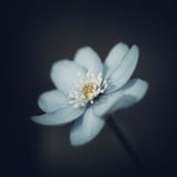 Голубое hepatica на темной черной запачканной предпосылке Цветок весны с белыми тычинками Конец-вверх макроса, взгляд со стороны стоковая фотография rf Голубое hepatica на темной черной запачканной предпосылке Цветок весны с белыми тычинками Конец-вверх макроса, взгляд со стороны стоковая фотография rf
