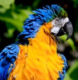 голубой macaw золота стоковые изображения rf голубой macaw золота стоковые изображения rf