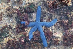 голубые starfish стоковые фотографии rf голубые starfish стоковые фотографии rf