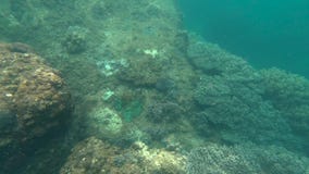 Голубые водолазы акваланга наблюдают коралловые рифы Голубые водолазы акваланга наблюдают коралловые рифы