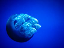 голубые медузы стоковые изображения голубые медузы стоковые изображения