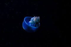Голубые медузы на темной предпосылке стоковые изображения rf Голубые медузы на темной предпосылке стоковые изображения rf