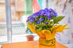Голубые цветки в calyx, в желтом баке Голубой цветок blanda ветреницы Grecian Windflower Пук первых цветков весны стоковые фотографии rf Голубые цветки в calyx, в желтом баке Голубой цветок blanda ветреницы Grecian Windflower Пук первых цветков весны стоковые фотографии rf