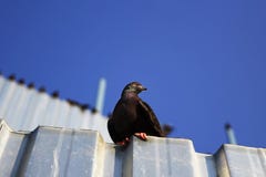 Голубь отдыхая на металлической пластине стоковая фотография Голубь отдыхая на металлической пластине стоковая фотография