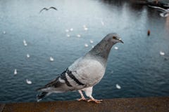 Голубь сидит на парапете на предпосылке воды r Птица на мосте рекой стоковое фото Голубь сидит на парапете на предпосылке воды r Птица на мосте рекой стоковое фото