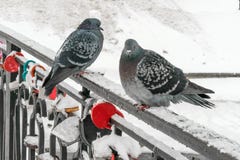 2 голубя сидя на перилах моста, украшенных замками свадьбы символизируя прочность замужества на предпосылке зимы стоковое изображение rf 2 голубя сидя на перилах моста, украшенных замками свадьбы символизируя прочность замужества на предпосылке зимы стоковое изображение rf