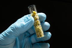 Гомеопатическая обработка, высушенные цветки стоцвета в стеклянной пробирке в руке доктора в голубой медицинской перчатке на черн стоковое изображение rf Гомеопатическая обработка, высушенные цветки стоцвета в стеклянной пробирке в руке доктора в голубой медицинской перчатке на черн стоковое изображение rf