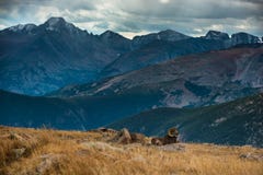Гора Колорадо одичалого canadensis барана снежных баранов скалистая стоковое фото rf Гора Колорадо одичалого canadensis барана снежных баранов скалистая стоковое фото rf