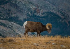 Гора Колорадо одичалого canadensis барана снежных баранов скалистая стоковое фото rf Гора Колорадо одичалого canadensis барана снежных баранов скалистая стоковое фото rf