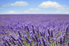 Горизонт полей цветка лаванды зацветая Valensole Провансаль стоковое фото rf Горизонт полей цветка лаванды зацветая Valensole Провансаль стоковое фото rf