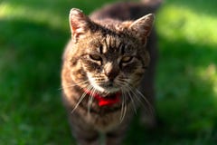 Горизонтальный портрет серого отечественного сварливого кота стоковое изображение Горизонтальный портрет серого отечественного сварливого кота стоковое изображение