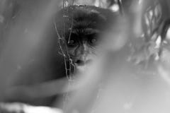 Горилла silverback преследует фотограф в Impenatrable Forrest в Уганде стоковое фото rf Горилла silverback преследует фотограф в Impenatrable Forrest в Уганде стоковое фото rf
