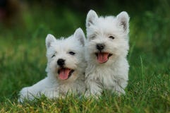 гористой местности terrier белизна на запад стоковые изображения rf гористой местности terrier белизна на запад стоковые изображения rf