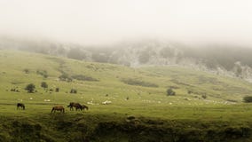 Горная цепь Gorbea, с туманом, в Баскониях, с табуном коров и овец на луге стоковые фото Горная цепь Gorbea, с туманом, в Баскониях, с табуном коров и овец на луге стоковые фото