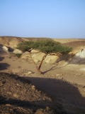 Горы с деревом с солнцем светя через облака гор облаков стоковые фотографии rf Горы с деревом с солнцем светя через облака гор облаков стоковые фотографии rf