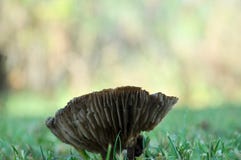 Гриб растя на лужайке стоковые изображения Гриб растя на лужайке стоковые изображения