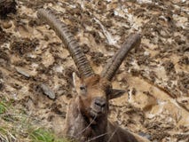 Группа в составе высокогорный ibex на сезоне snowfield весной которые камуфлируют с пакостным снегом твердых частиц Италия, Orobi стоковая фотография Группа в составе высокогорный ibex на сезоне snowfield весной которые камуфлируют с пакостным снегом твердых частиц Италия, Orobi стоковая фотография