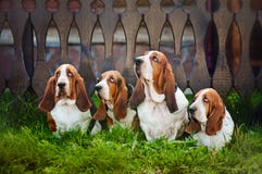 Группа в составе гончая basset собак сидя на траве стоковое фото Группа в составе гончая basset собак сидя на траве стоковое фото