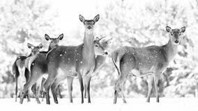 Группа в составе красивые женские грациозно олени на предпосылке elaphus Cervus оленей снежного леса зимы благородного стоковая фотография rf Группа в составе красивые женские грациозно олени на предпосылке elaphus Cervus оленей снежного леса зимы благородного стоковая фотография rf