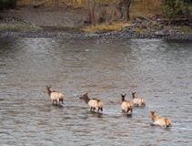 Группа в составе лось Wading в реке стоковое изображение rf Группа в составе лось Wading в реке стоковое изображение rf
