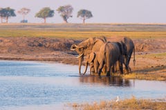Группа в составе питьевая вода африканских слонов от реки Chobe на заходе солнца Сафари и шлюпка живой природы курсируют в национ Стоковое Изображение Группа в составе питьевая вода африканских слонов от реки Chobe на заходе солнца Сафари и шлюпка живой природы курсируют в национ Стоковое Изображение