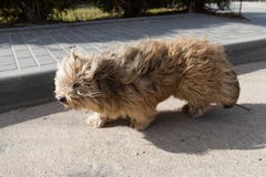 Грязная собака выглядит жалкой Белая собака ищет владельцы Случайное животное на улице стоковые фотографии rf Грязная собака выглядит жалкой Белая собака ищет владельцы Случайное животное на улице стоковые фотографии rf